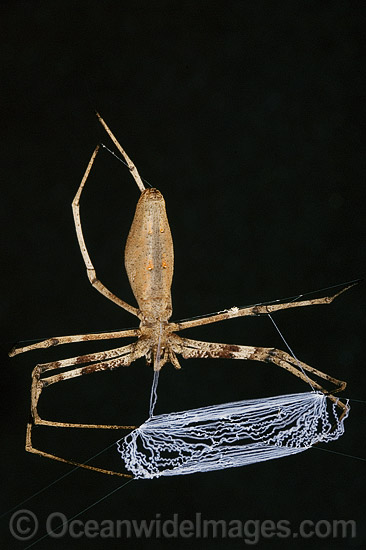 Net-casting Spider Deinopis subrufa photo