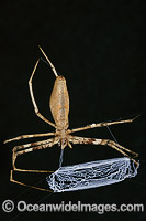 Net-casting Spider Deinopis subrufa Photo - Gary Bell