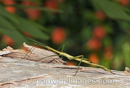 Stick Insect photo