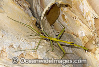 Stick Insect Phasmidae Photo - Gary Bell