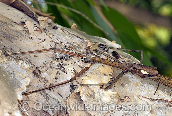 Titan Stick Insect Acrophylla titan Great Brown Stick Insect photo