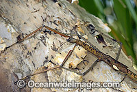 Titan Stick Insect Acrophylla titan Photo - Gary Bell