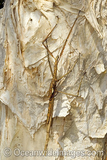 Great Brown Stick Insect photo