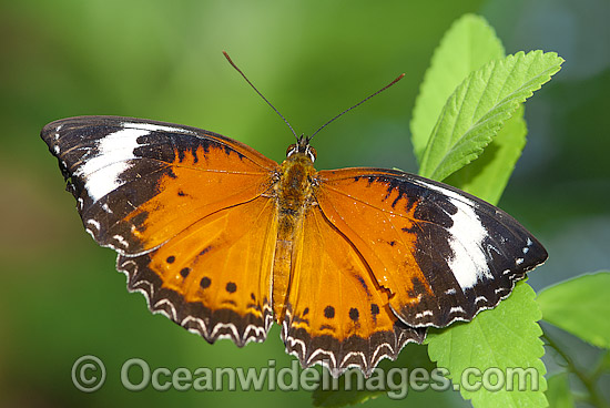 Orange Lacewing Butterfly Cethosia penthesilea photo