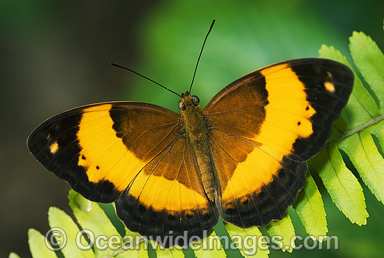 Australian Rustic Butterfly Cupha prosope photo
