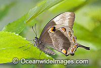 Ulysses Butterfly Papilio ulysses Photo - Gary Bell