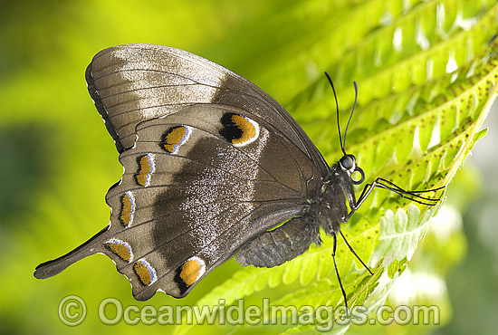 Ulysses Butterfly Papilio ulysses photo