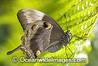 Ulysses Butterfly Papilio ulysses Photo - Gary Bell