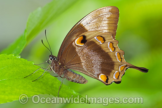 Ulysses Butterfly Papilio ulysses photo
