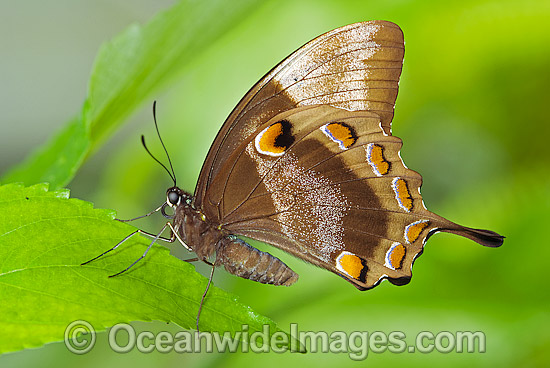 Ulysses Butterfly (Papilio ulysses). Also known as Ulysses Swallowtail Butterfly and Mountain Blue Butterfly. Cape York Peninsula, Queensland, Australia Photo - Gary Bell Ulysses Butterfly (Papilio ulysses). Also known as Ulysses Swallowtail Butterfly and Mountain Blue Butterfly. Cape York Peninsula, Queensland, Australia Photo - Gary Bell