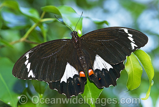 Orchard Swallowtail Butterfly Papilio aegeus photo