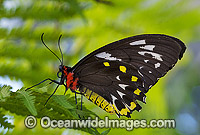 Cairns Birdwing Butterfly Ornithoptera priamus Photo - Gary Bell
