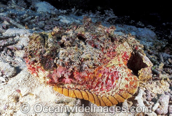 Extremely venomous Reef Stonefish photo