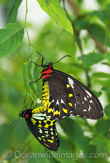 Cairns Birdwing Butterfly mating photo