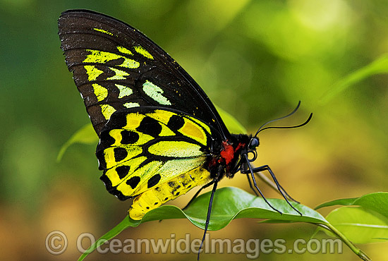 Cairns Birdwing Butterfly photo