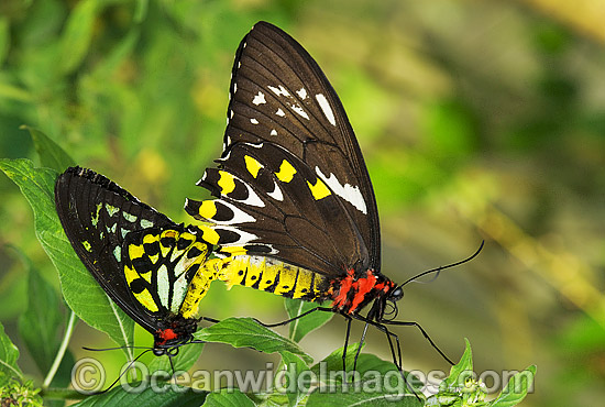 Cairns Birdwing Butterfly Ornithoptera priamus photo