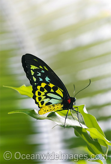 Cairns Birdwing Butterfly photo