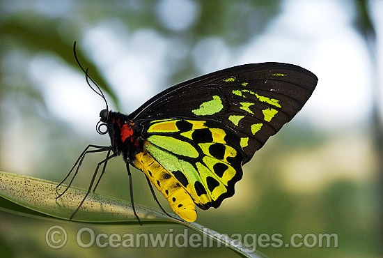 Cairns Birdwing Butterfly Ornithoptera priamus photo
