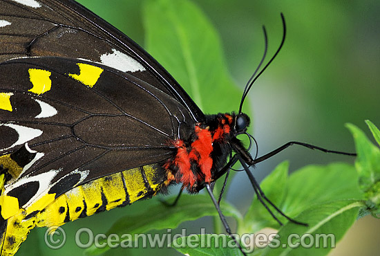 Cairns Birdwing Butterfly Ornithoptera priamus photo