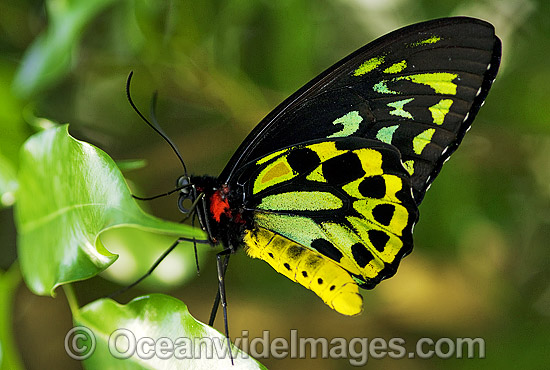 Cairns Birdwing Butterfly photo