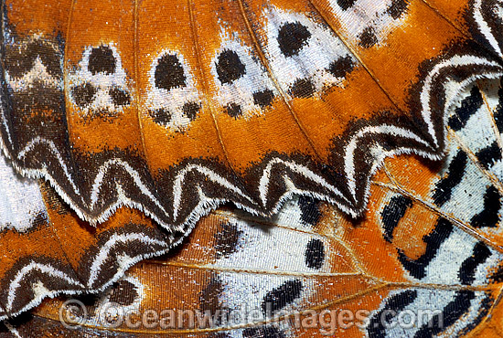 Orange Lacewing Butterfly (Cethosia penthesilea) - detail of wing. Northern Northern Territory, Australia Photo - Gary Bell Orange Lacewing Butterfly (Cethosia penthesilea) - detail of wing. Northern Northern Territory, Australia Photo - Gary Bell