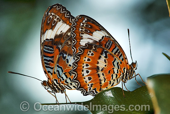 Orange Lacewing Butterfly mating photo