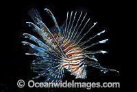 Common Lionfish Pterois volitans Photo - Gary Bell