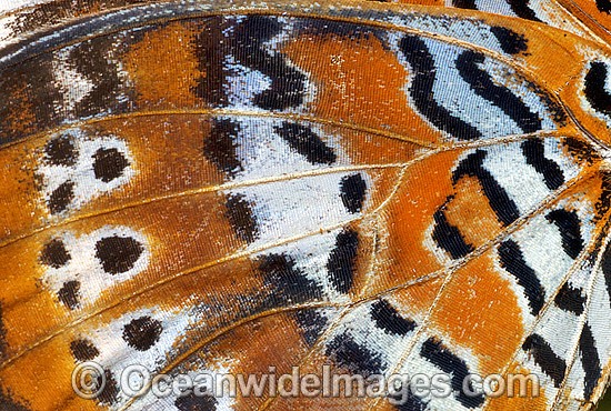 Orange Lacewing Butterfly wing photo
