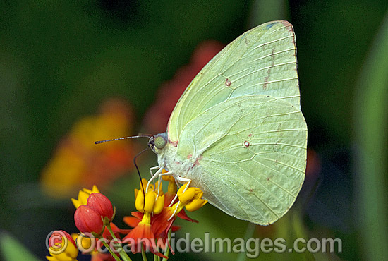 Lemon Migrant Butterfly Catopsilia pomona photo