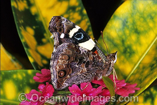 Yellow Admiral Butterfly (Vanessa itea). Also known as Australian Admiral Butterfly. South Eastern Australia Photo - Gary Bell
