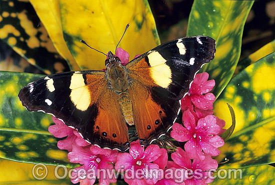 Yellow Admiral Butterfly (Vanessa itea). Also known as Australian Admiral Butterfly. South Eastern Australia Photo - Gary Bell Yellow Admiral Butterfly (Vanessa itea). Also known as Australian Admiral Butterfly. South Eastern Australia Photo - Gary Bell