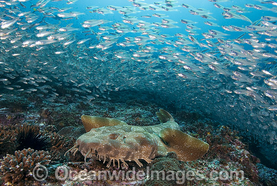 Spotted Wobbegong Shark (Orectolobus maculatus) - surrounded by schooling Slender Cardinalfish (Rhabdamia gracilis). Solitary Islands, Coffs Harbour, New South Wales, Australia Photo - Gary Bell Spotted Wobbegong Shark (Orectolobus maculatus) - surrounded by schooling Slender Cardinalfish (Rhabdamia gracilis). Solitary Islands, Coffs Harbour, New South Wales, Australia Photo - Gary Bell