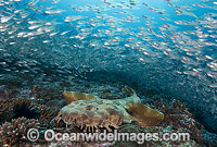 Spotted Wobbegong Shark and Cardinalfish Photo - Gary Bell