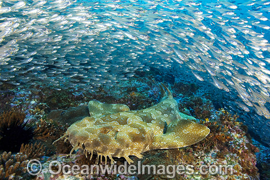 Spotted Wobbegong Shark (Orectolobus maculatus) - surrounded by schooling Slender Cardinalfish (Rhabdamia gracilis). Solitary Islands, Coffs Harbour, New South Wales, Australia Photo - Gary Bell Spotted Wobbegong Shark (Orectolobus maculatus) - surrounded by schooling Slender Cardinalfish (Rhabdamia gracilis). Solitary Islands, Coffs Harbour, New South Wales, Australia Photo - Gary Bell