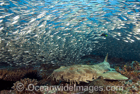 Spotted Wobbegong Shark (Orectolobus maculatus) - surrounded by schooling Slender Cardinalfish (Rhabdamia gracilis). Solitary Islands, Coffs Harbour, New South Wales, Australia Photo - Gary Bell Spotted Wobbegong Shark (Orectolobus maculatus) - surrounded by schooling Slender Cardinalfish (Rhabdamia gracilis). Solitary Islands, Coffs Harbour, New South Wales, Australia Photo - Gary Bell