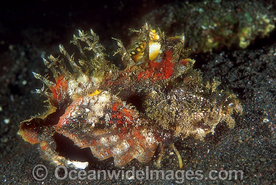 Demon Stinger Scorpionfish (Inimicus didactylus). Also known as Devilfish or Demon Stinger. Possess venomous spines. Indo-Pacific Photo - Gary Bell