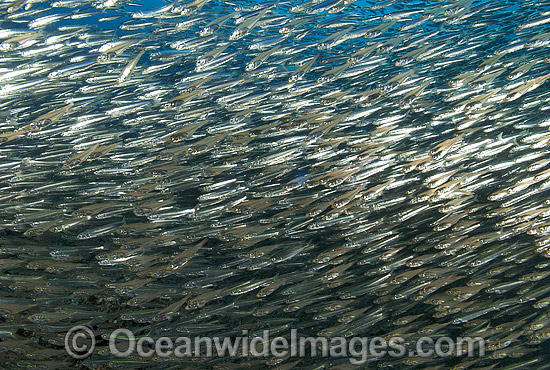 Schooling Slender Cardinalfish photo