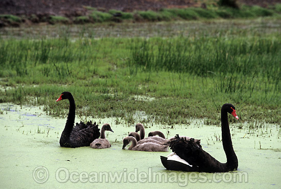 Black Swan Cygnus atratus with chicks photo