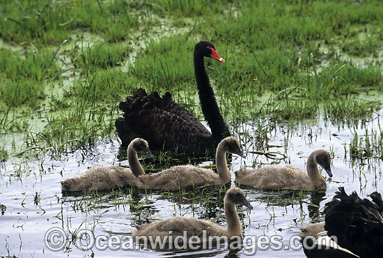 Black Swan Cygnus atratus with chicks photo