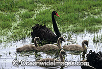 Black Swan Cygnus atratus with chicks Photo - Gary Bell