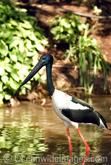 Black-necked Stork (Ephippiorhynchus asiaticus). Also known as Jabiru. Wetlands of Northern Australia Photo - Gary Bell Black-necked Stork (Ephippiorhynchus asiaticus). Also known as Jabiru. Wetlands of Northern Australia Photo - Gary Bell