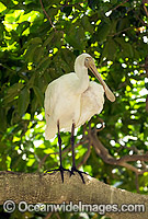 Yellow-billed Spoonbill Blatalea flavipes Photo - Gary Bell