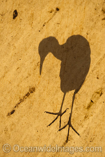 Shadow of a Pied Heron photo