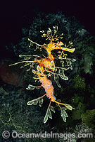 Leafy Seadragon with eggs Photo - Gary Bell