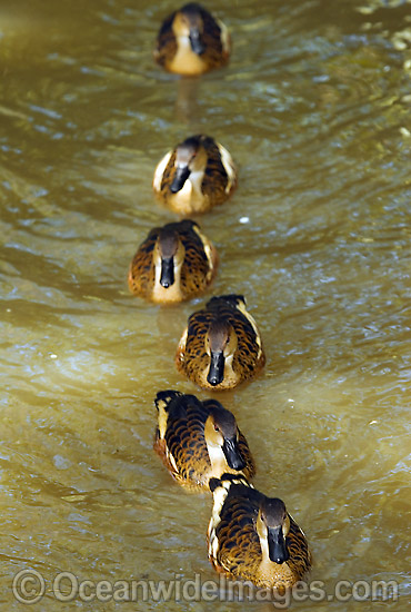 Wandering Whistling-duck photo