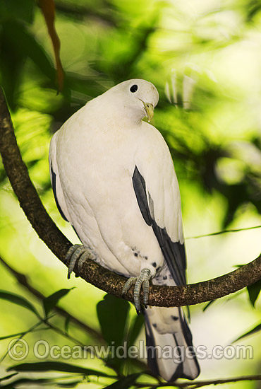 Pied Imperial-pigeon Ducula bicolor photo