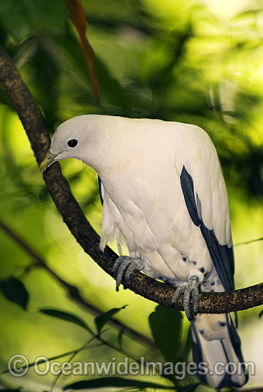 Pied Imperial Pigeon (Ducula bicolor). Rainforests of Northern Australia Photo - Gary Bell Pied Imperial Pigeon (Ducula bicolor). Rainforests of Northern Australia Photo - Gary Bell
