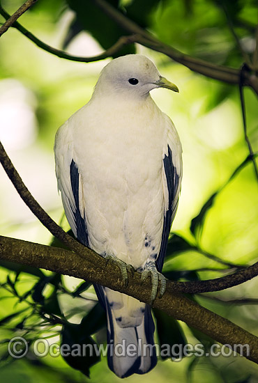 Pied Imperial-pigeon Ducula bicolor photo Pied Imperial-pigeon Ducula bicolor photo