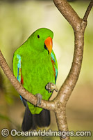 Eclectus Parrot Eclectus roratus Photo - Gary Bell