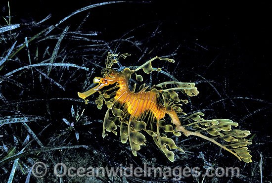 Leafy Seadragon (Phycodurus eques) amongst sea grass. Fleurieu Peninsula, South Australia. Endemic to Australia. Classified as Near Threatened on the IUCN Red List. Photo - Gary Bell